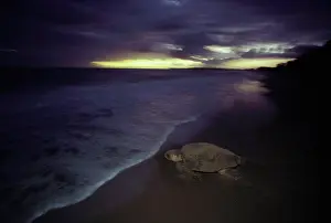 Returning: Loggerhead turtle (Caretta caretta) returning to