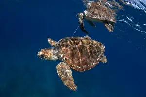 Scrap: Loggerhead turtle (Caretta caretta) trapped by a