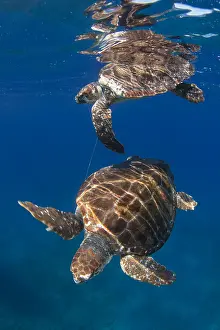 Scrap: Loggerhead turtle (Caretta caretta) trapped by a