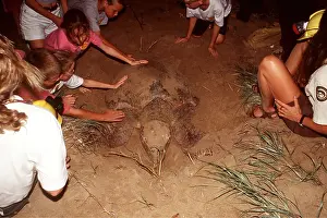 Turtles: LOGGERHEAD TURTLE - With Children