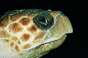 Secretion: Loggerhead TURTLE - close-up of head, side-view