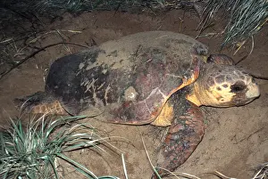 Covering: LOGGERHEAD TURTLE - covering her eggs after laying