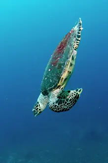 Testudines: Loggerhead Turtle descending after breathing