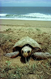 Caretta: LOGGERHEAD TURTLE - Egg laying