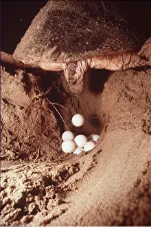 Loggerhead: Loggerhead Turtle - egg laying