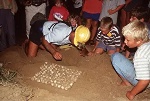 Turtles: LOGGERHEAD TURTLE EGGS - Removing Loggerhead Turtle