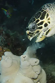 Kecil: Loggerhead Turtle - feeding on soft Leather Coral
