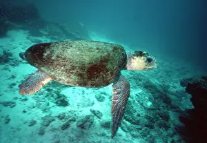 Caretta: LOGGERHEAD TURTLE - FEMALE