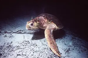 Loggerhead: LOGGERHEAD TURTLE - female