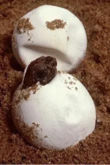 Hatching: Loggerhead TURTLE - Hatching