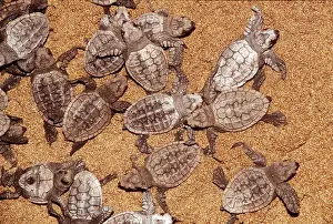 Turtles: Loggerhead Turtle Hatchlings