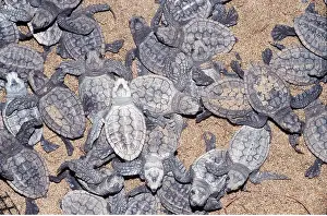 Turtles: LOGGERHEAD TURTLE - hatchlings