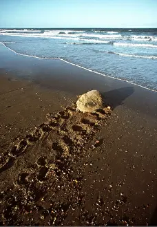 Heading: LOGGERHEAD TURTLE - Heading towards the sea