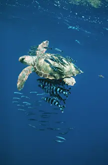 Douglas David Seifert: Loggerhead TURTLE - juvenile, with Pilot fish