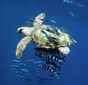 Douglas David Seifert: Loggerhead Turtle - Juvenile with pilot fish