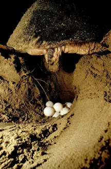 Caretta: Loggerhead Turtle - Laying eggs