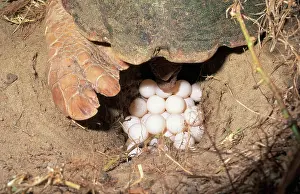 Caretta: Loggerhead Turtle Laying Eggs
