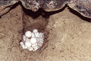 Turtles: LOGGERHEAD TURTLE - laying eggs in hole
