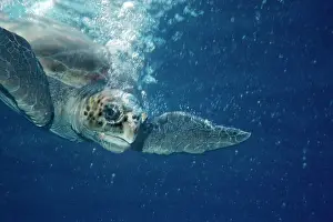 Caretta: Loggerhead Turtle - Loggerhead turtle surrounded