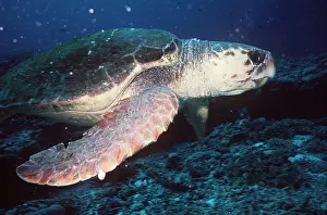 Turtles: LOGGERHEAD TURTLE-MALE