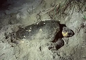 Caretta: Loggerhead Turtle nesting