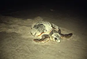 Turtles: LOGGERHEAD TURTLE - READY TO LAY