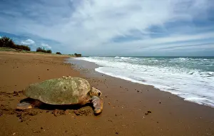 Caretta: Loggerhead Turtle - Returning to sea after egg laying