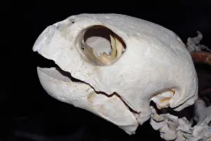Caretta: Loggerhead Turtle skull