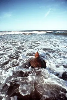 Loggerhead: Loggerhead Turtle in surf