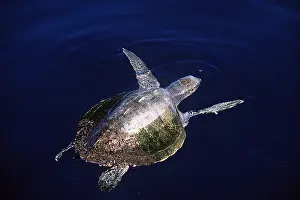 Loggerhead: LOGGERHEAD TURTLE -SWIMMING