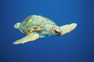 Douglas David Seifert: Loggerhead TURTLE - front to side view