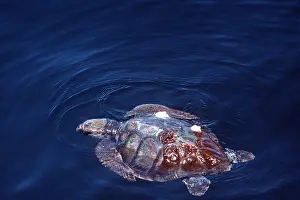Turtles: LOGGERHEAD TURTLE - in water