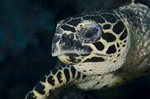 Fiabacet: Loggerhead Turtle - Whale Rock dive site, Fiabacet