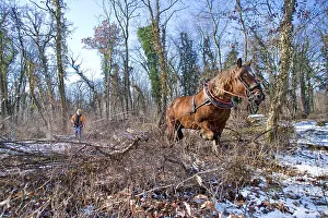 Exploitations: Logging in the forest with a mare Comte Haut-Rhin