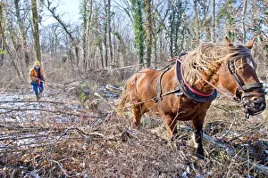 Exploitations: Logging in the forest with a mare Comte Haut-Rhin