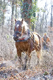 Exploitations: Logging in the forest with a mare Comte Haut-Rhin