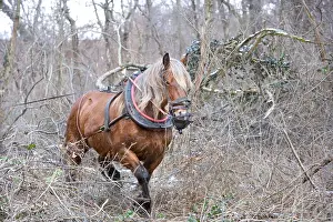 Exploitations: Logging in the forest with a mare Comte Haut-Rhin