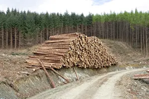 Stacked: Logging and forestry operations - Logs stacked