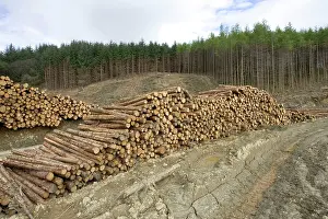 Stacked: Logging and forestry operations - Pine logs stacked