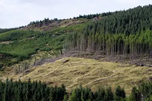 Logging: Logging on hillside