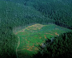 Commerical: Logging industry: native eucalypt forest cleared