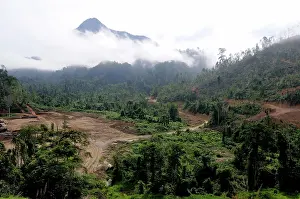 Dipterocarp: Logging of Lowland Rainforest