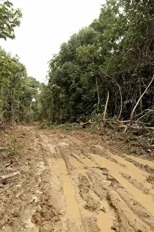 Logging: Logging Road in Rainforest