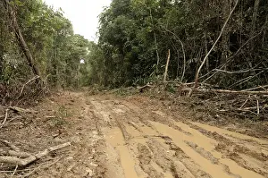 Logging: Logging Road in Rainforest