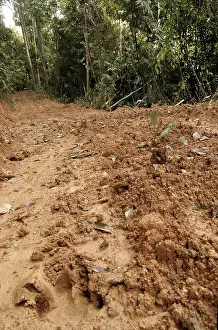 Malayan: Logging Road with Tapir Tracks