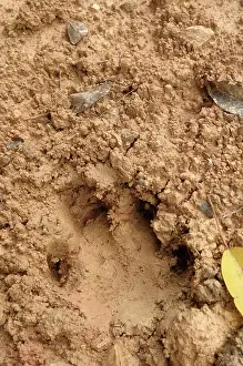 Malayan: Logging Road with Tapir Tracks