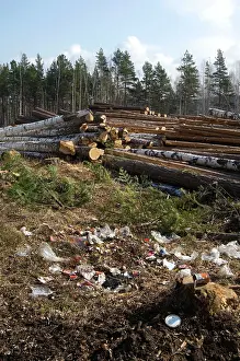 Stacked: Logging site - rubbish left by loggers - stacked