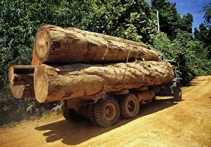 Concerns: Logging Truck in Malaysia