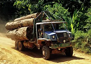 Concerns: Logging Truck with Tropical Trees