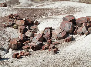 Appearance: Logs of Petrified Wood - when breaking into segments
